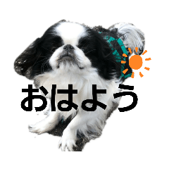 [LINEスタンプ] らんまる君と時々つばさ