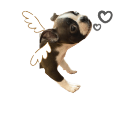 [LINEスタンプ] ボストンテリアのまりも♡