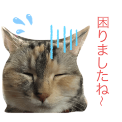 [LINEスタンプ] 気ままなメルさん No.3