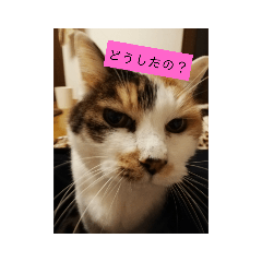 [LINEスタンプ] うちの猫❤️ラブ