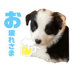 [LINEスタンプ] ボーダーコリー子犬⓶