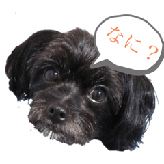 [LINEスタンプ] さんちゃんsunchan