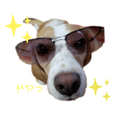 [LINEスタンプ] ハッピービーグル