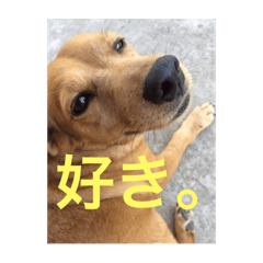 [LINEスタンプ] ブラジル半野良犬リリー