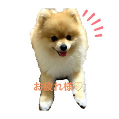 [LINEスタンプ] 見た目可愛いポメラニアン