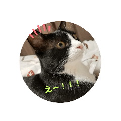 [LINEスタンプ] パウくん