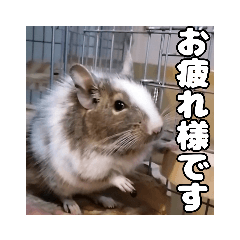 [LINEスタンプ] デグーの茶々丸スタンプ1