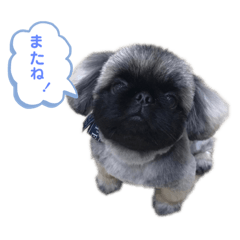 [LINEスタンプ] こんにちはしし丸です！