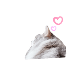 [LINEスタンプ] しゅがちゃんスタンプ