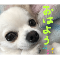 [LINEスタンプ] こたスタンプ 1