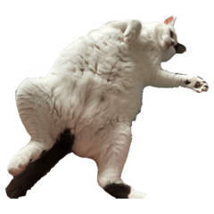 [LINEスタンプ] キジ白猫 白黒猫