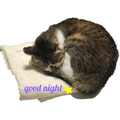 [LINEスタンプ] リボン様スタンプ