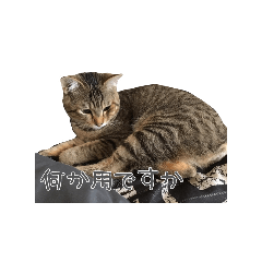 [LINEスタンプ] 可愛い猫とハムスター2020