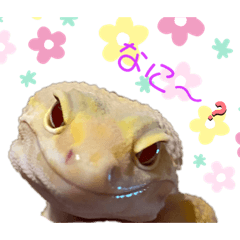 [LINEスタンプ] みなちんのレオパ4(むた編)