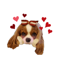 [LINEスタンプ] Cavalier Family の気持ち