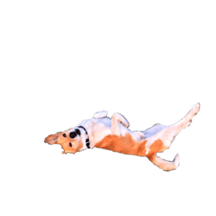 [LINEスタンプ] ごんた_001