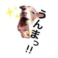 [LINEスタンプ] ハーブのスタンプ。