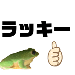 [LINEスタンプ] シュレーゲルアオガエル  前向き編