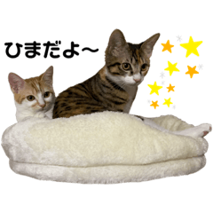 [LINEスタンプ] ココルルスタンプ5