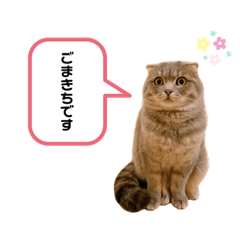 [LINEスタンプ] ごまきちのスタンプ