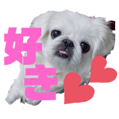 [LINEスタンプ] 4ペキニーズLIFE！