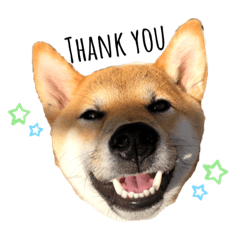 [LINEスタンプ] 柴犬のしばおくん☆