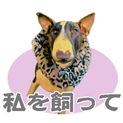 [LINEスタンプ] ブルテリアは最高だ