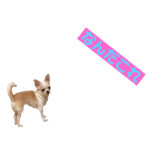 [LINEスタンプ] 愛犬きくのつぶやき