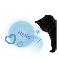 [LINEスタンプ] Karin_cat7 -チョコ、マメ、トロ-