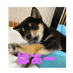 [LINEスタンプ] まさるの気持ちPart弐