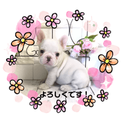 [LINEスタンプ] フレンチブルドック(シェリールヴィジュ)