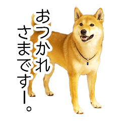 [LINEスタンプ] 日常的な会話をする柴犬_2
