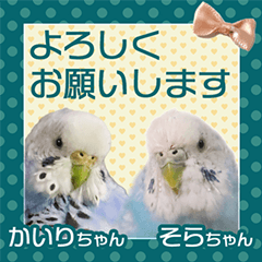[LINEスタンプ] そらandカイリ かわいいセキセイインコ