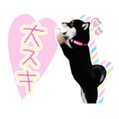 [LINEスタンプ] 黒柴犬の♡あいさつ♡スタンプ02 豆柴