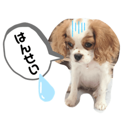 [LINEスタンプ] キャバリア モカちゃんの一言