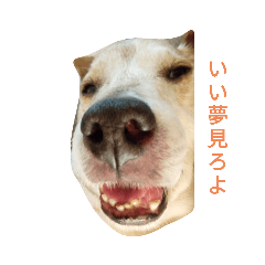 [LINEスタンプ] 我が家の愛犬ジュリ