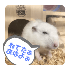 [LINEスタンプ] はすかちゃん 2