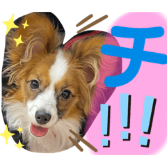 [LINEスタンプ] 我が家のチロたん