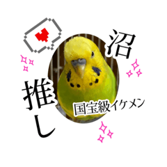 [LINEスタンプ] ☆第4弾☆かわいい☆セキセイインコ☆