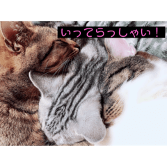 [LINEスタンプ] にゃんず！！！！