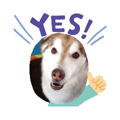 [LINEスタンプ] ハスキー犬ひかる君
