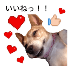 [LINEスタンプ] ジャックラッセルテリア ティンクちゃん