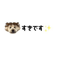 [LINEスタンプ] トイプードル♡レオ敬語編