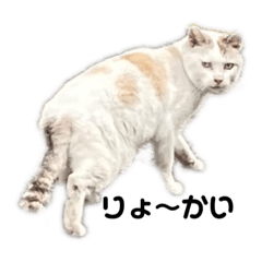 [LINEスタンプ] 町ねこチロのスタンプ