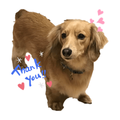 [LINEスタンプ] ミニチュアダックスの楽しい日常