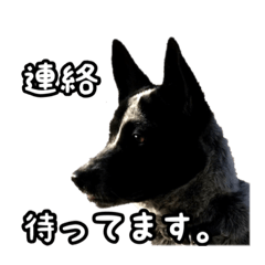[LINEスタンプ] ザ・保護犬 まだらのふぅちゃんスタンプ2