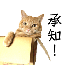 [LINEスタンプ] 茶トラ猫チビタン