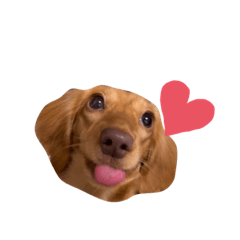 [LINEスタンプ] ミニチュアダックスのキアラ