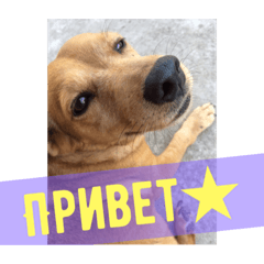[LINEスタンプ] лили дикая собака