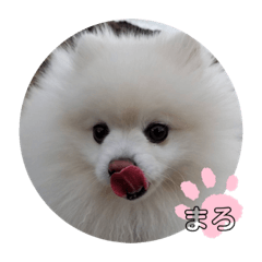 [LINEスタンプ] まろぷんスタンプ